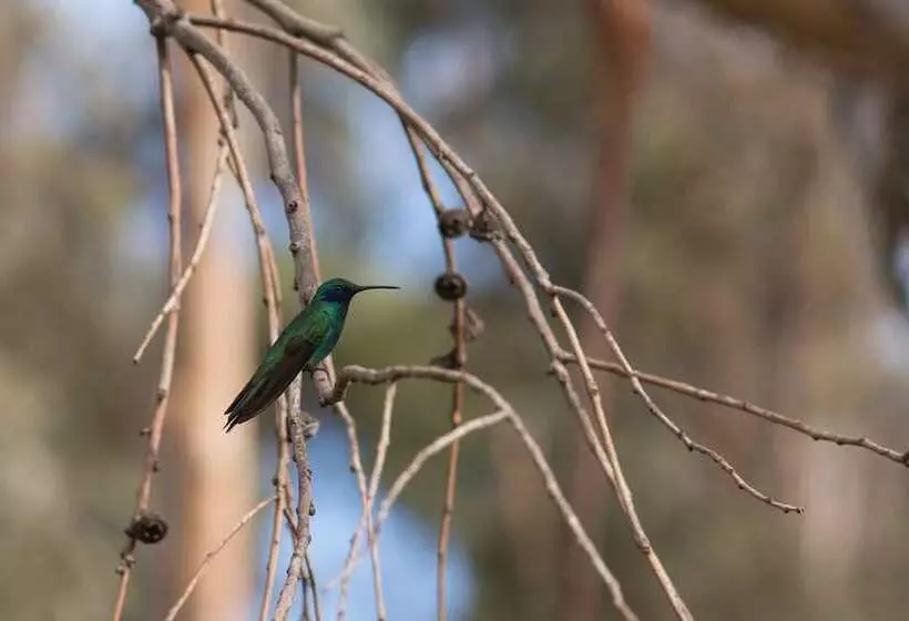 مسافرخانه Casa Colibri Ecolodge