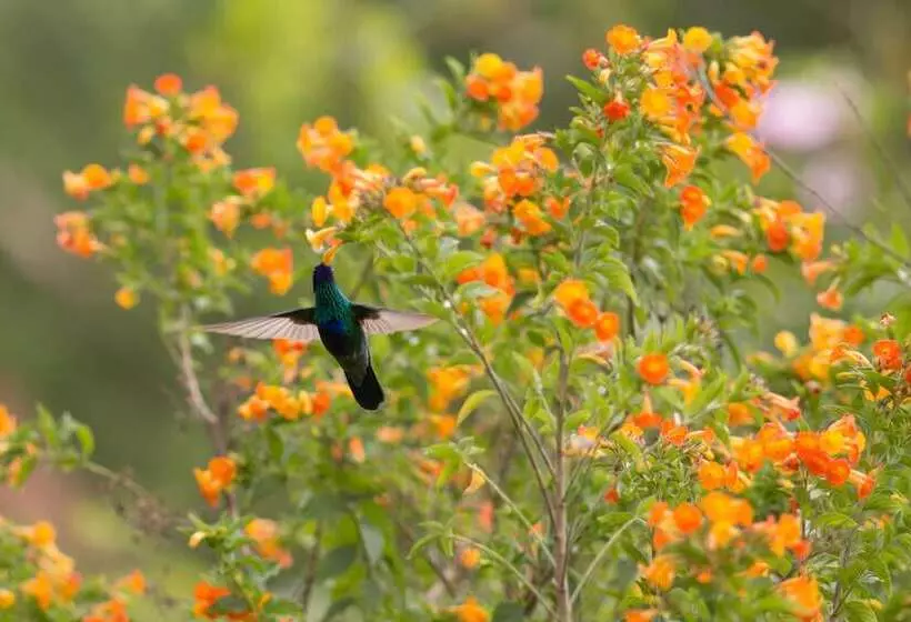 مسافرخانه Casa Colibri Ecolodge