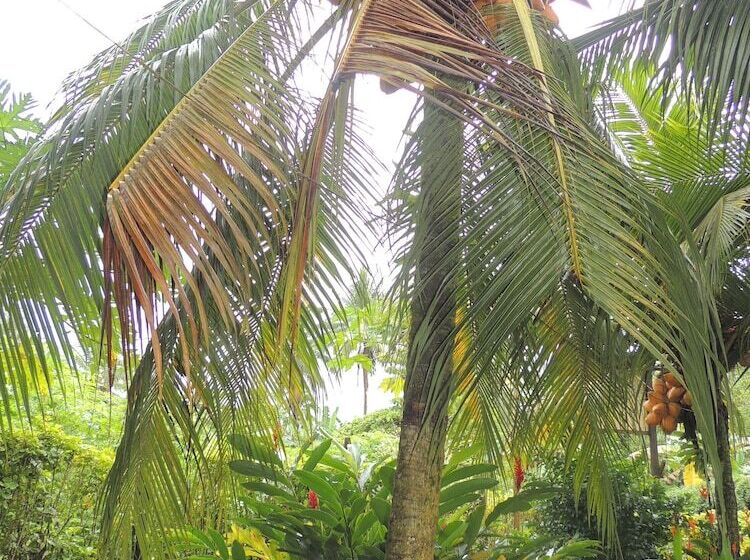 Herberg Posada Los Delfines