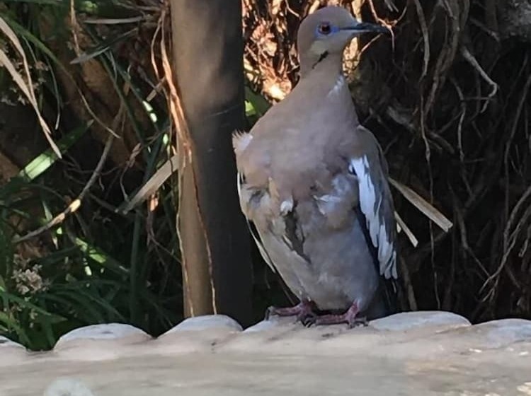ホテル Los Volcanes Río Celeste