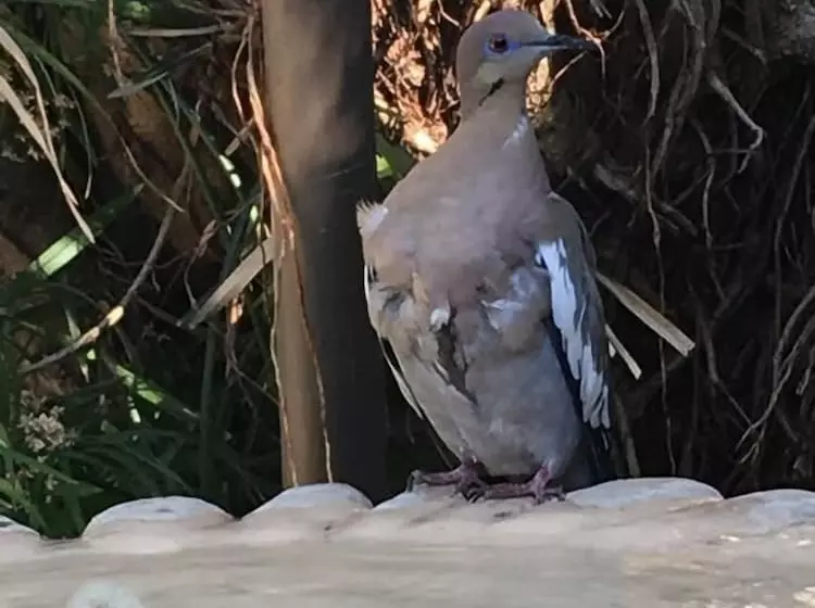 Hotelli Los Volcanes Río Celeste