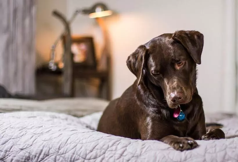 Motelli York Beach Surf Club