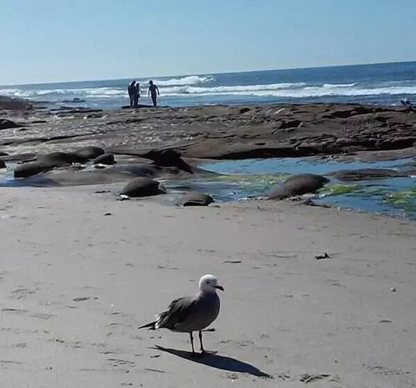 Redwood Hollow Cottages
