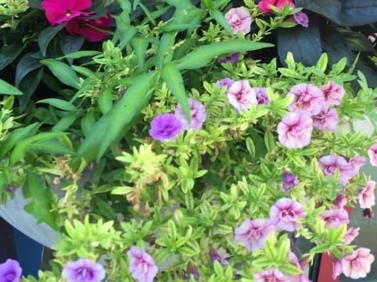 Arthotel Restaurant Pfeffermühle