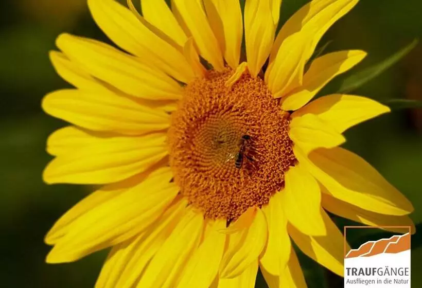 Hotell Garni In Der Breite