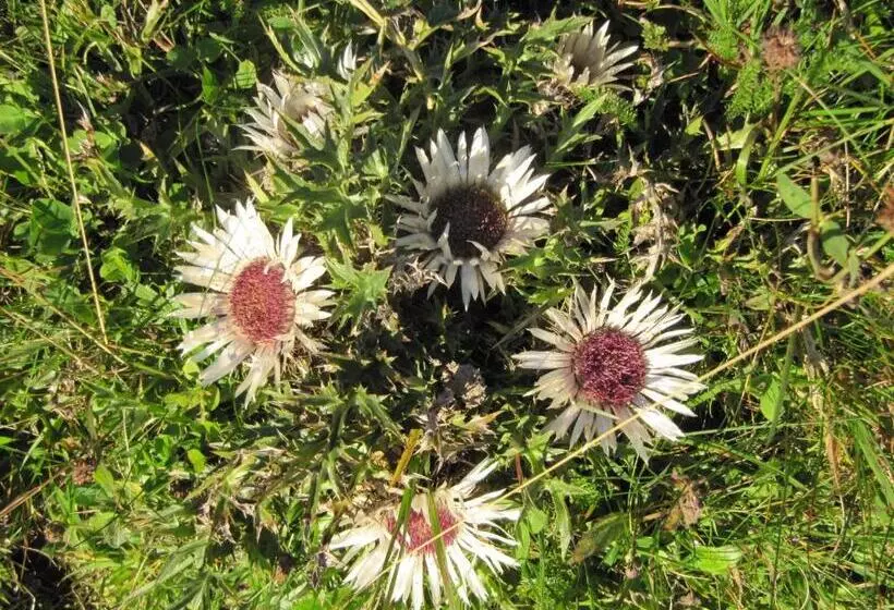 Пансион Gästehaus Schmid