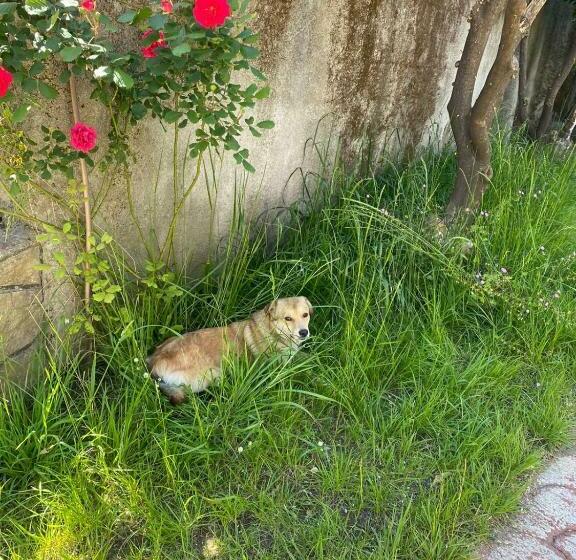 تختخواب و صبحانه Gather Inn Guest House