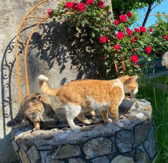 تختخواب و صبحانه Gather Inn Guest House