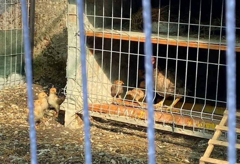 تختخواب و صبحانه Gather Inn Guest House