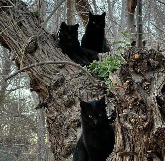 בית מלון כפרי El Bosque