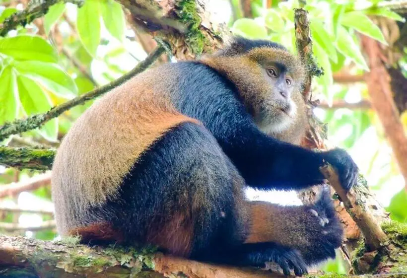 هاستل Agape House