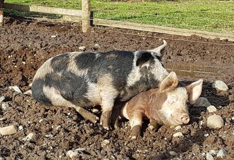 فندق The Cottage On The Farm