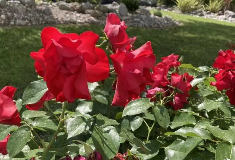 ペンション Villa Lisa   La Quiete E Il Profumo Del Mare