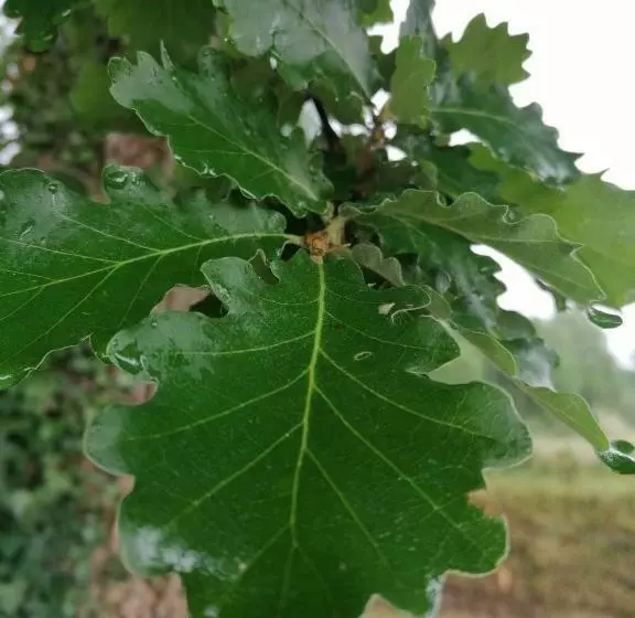 تختخواب و صبحانه L Orée Des Bois Chambre Chêne