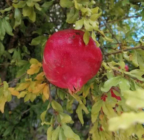 تختخواب و صبحانه L Orée Des Bois Chambre Chêne