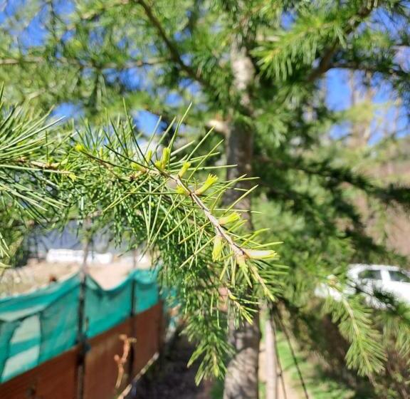 Pensão Al Ayaan Guest House