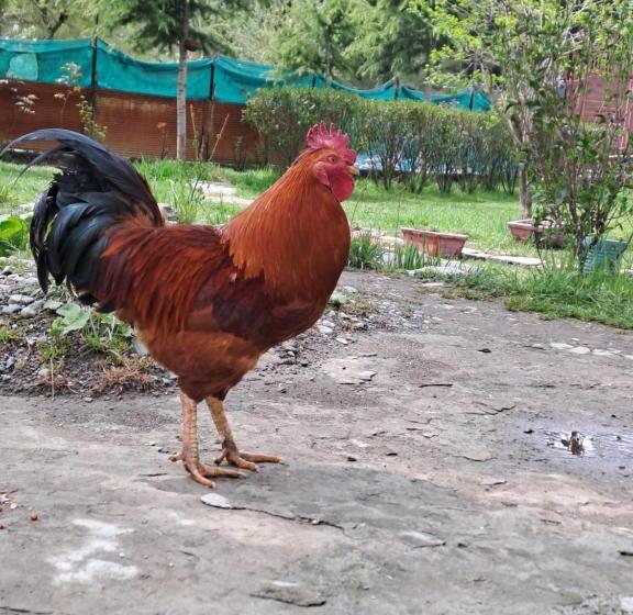 Pensão Al Ayaan Guest House