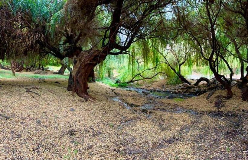 בית מלון כפרי Glamping Miraflores