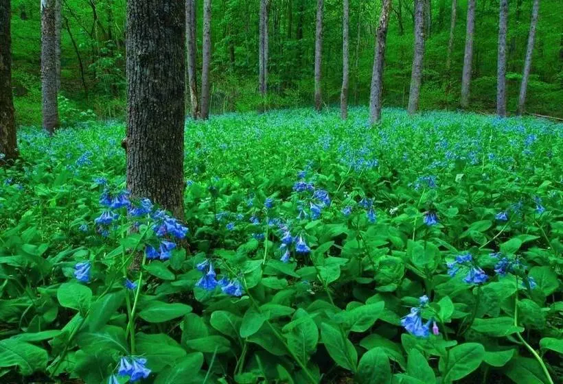 호텔 Chief Logan Lodge