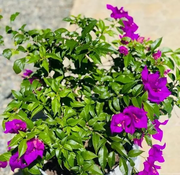 Hotelli La Fiore De Bahia