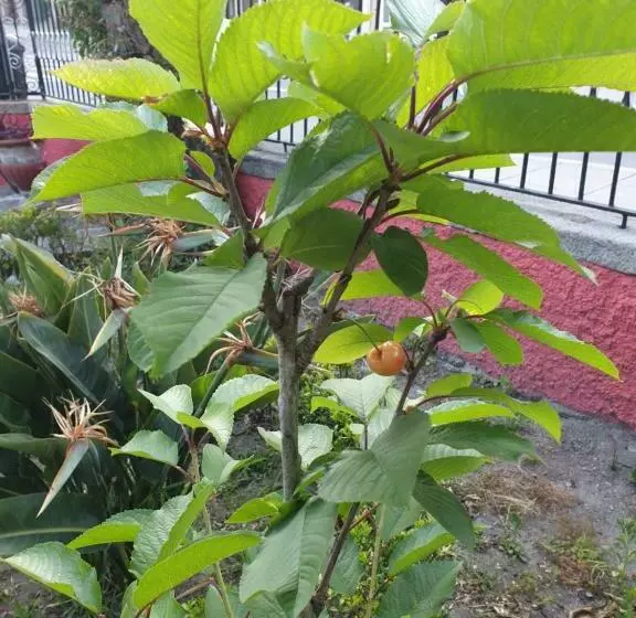 پانسیون Al Pitões