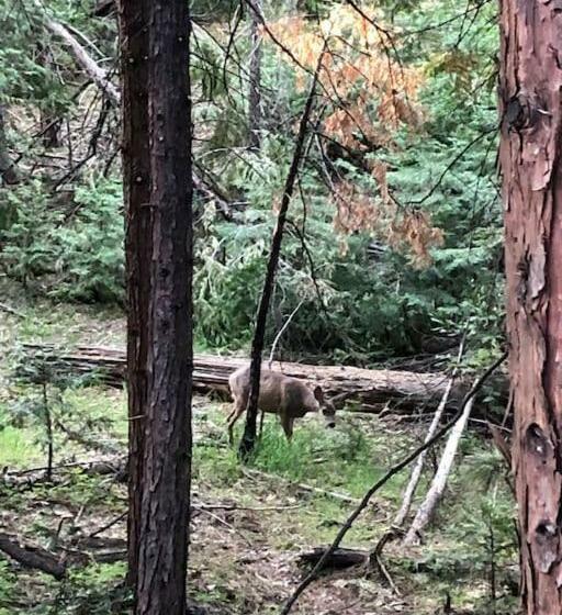 Pet/ski Friendly Hummingbird Nest Lodge