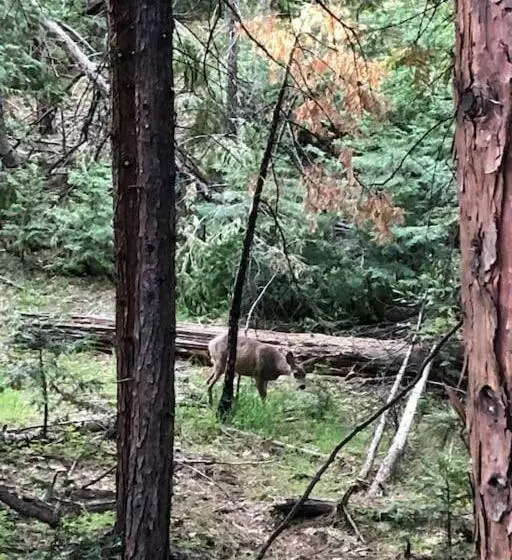 Pet/ski Friendly Hummingbird Nest Lodge