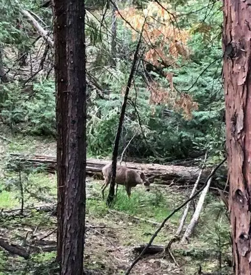 Pet/ski Friendly Hummingbird Nest Lodge