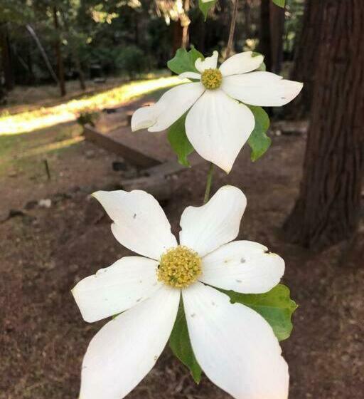 Pet/ski Friendly Hummingbird Nest Lodge