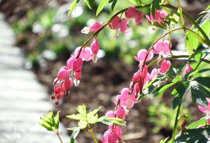 Bed and Breakfast Gartenpension Fischl