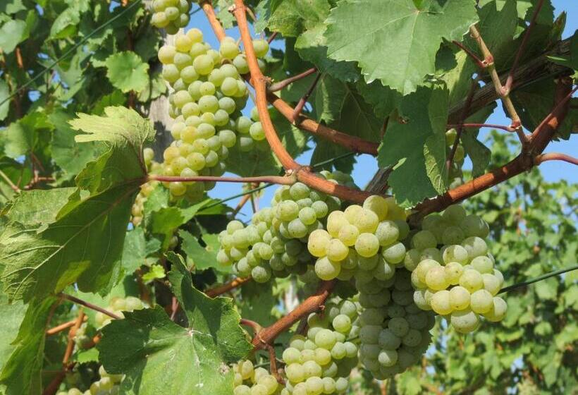 Bed and Breakfast Gartenpension Fischl