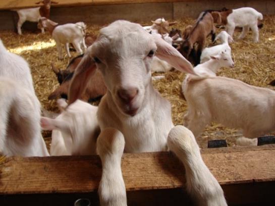 Bauernhof Held Rainer