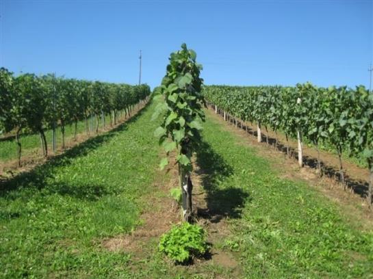 Ferienapartments Meixner