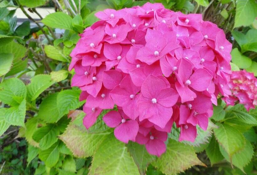 فندق Orley House B&b