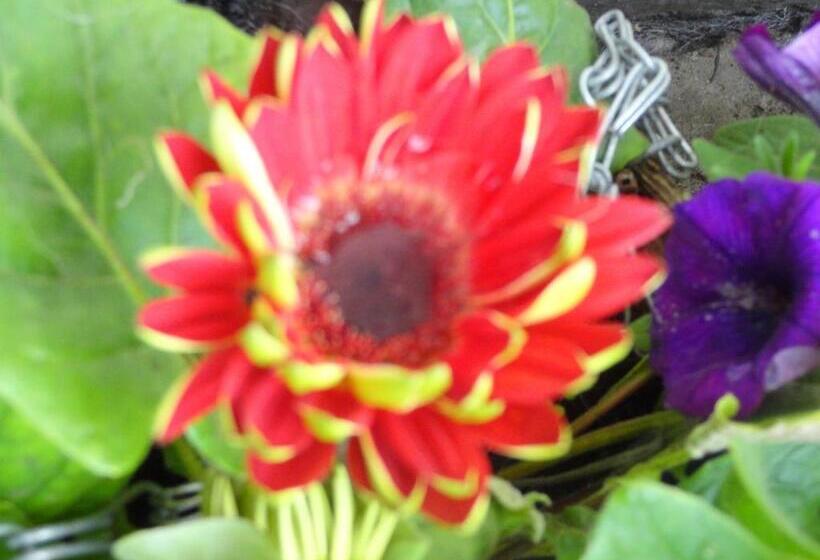 فندق Orley House B&b