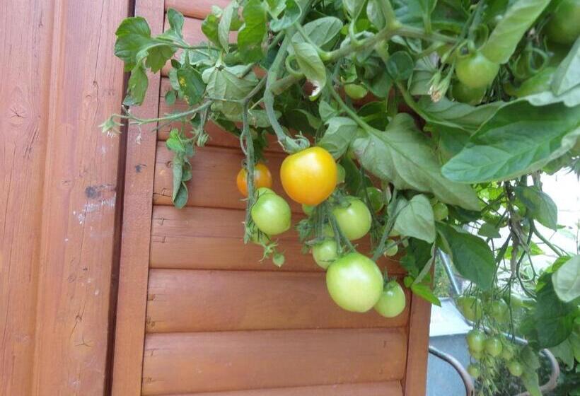 فندق Orley House B&b