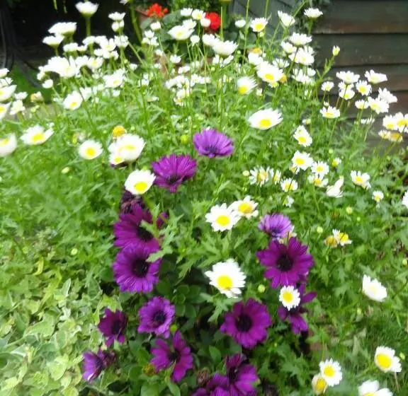 호텔 Orley House B&b