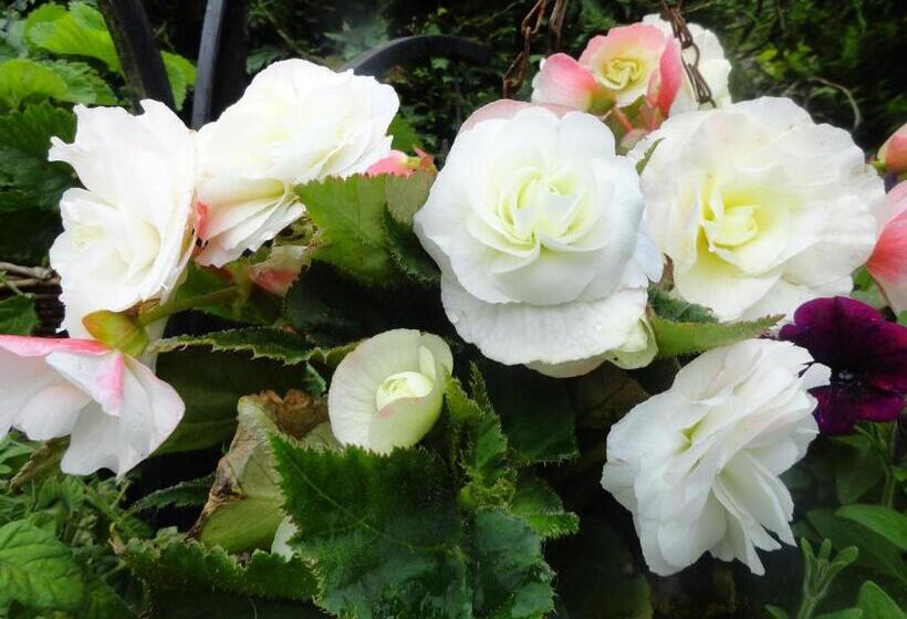 فندق Orley House B&b