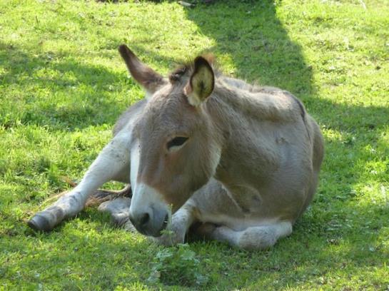 Отель Gasthaus Schäfle