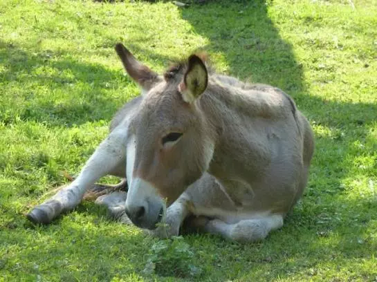 호텔 Gasthaus Schäfle