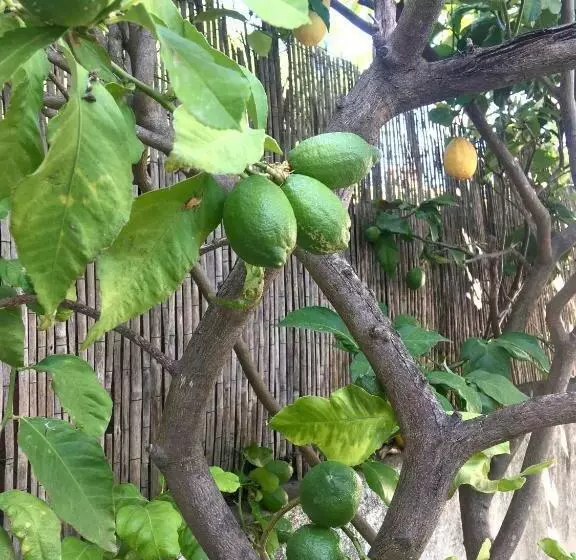 Dans Une Maison, Appartement Indépendant Et Jardin