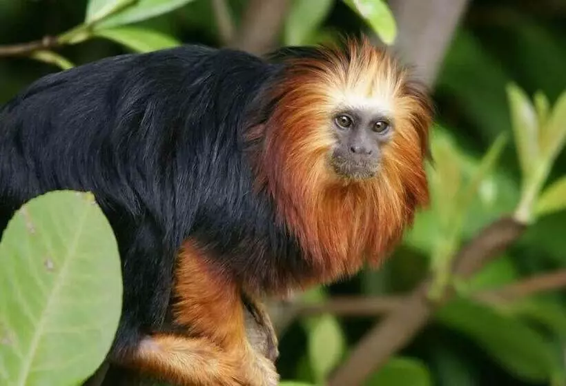 Das Ahlbeck Hotel & Spa