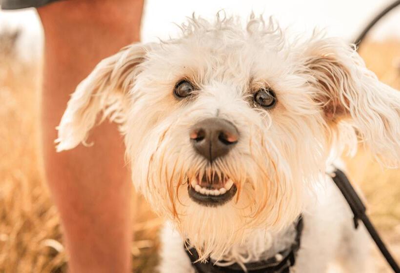 Курорт Ferienhauspark Asgard Im Dampland