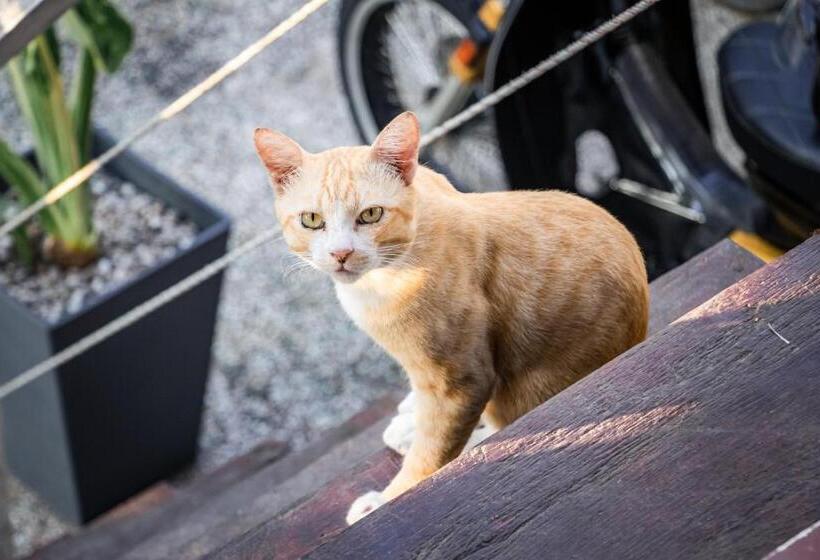 Resort Timba Garden Free Town And Jetty Transport