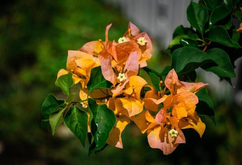 Resort Timba Garden Free Town And Jetty Transport