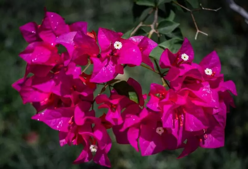 リゾートホテル Timba Garden Free Town And Jetty Transport