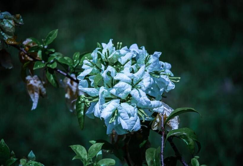 Resort Timba Garden Free Town And Jetty Transport