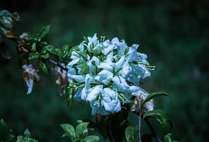 リゾートホテル Timba Garden Free Town And Jetty Transport