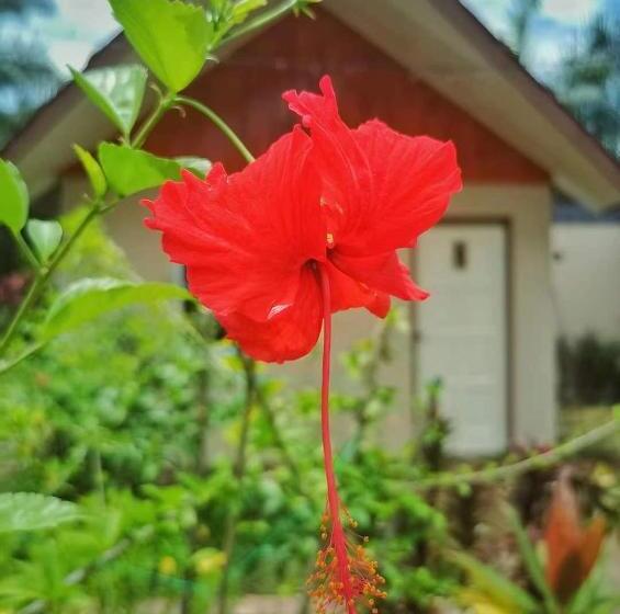 Resort Timba Garden Free Town And Jetty Transport