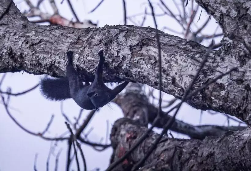 リゾートホテル Timba Garden Free Town And Jetty Transport